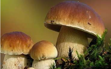 舌尖上的云南野生菌，燃燒著每個吃貨的味蕾