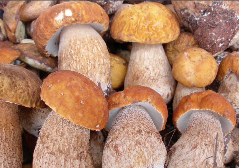 2017云南野生菌少量上市，見手青最高450元/公斤