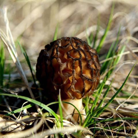 村里一種野生菌，現(xiàn)在逐步減少，一斤600多元價(jià)值很珍貴