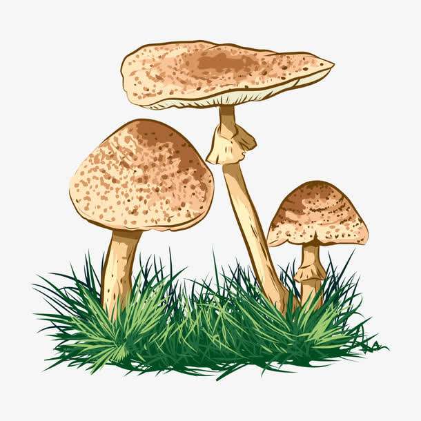 預(yù)警：野生菌中毒怎么防？怎么控？怎么辦？