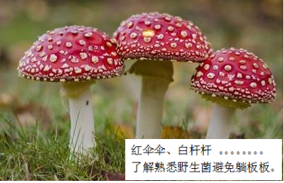 預(yù)防毒蘑菇中毒，這些事你該知道